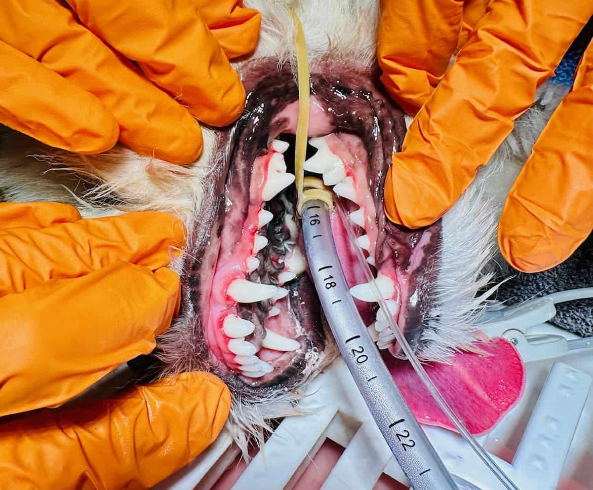 Zahnmedizinische Behandlung